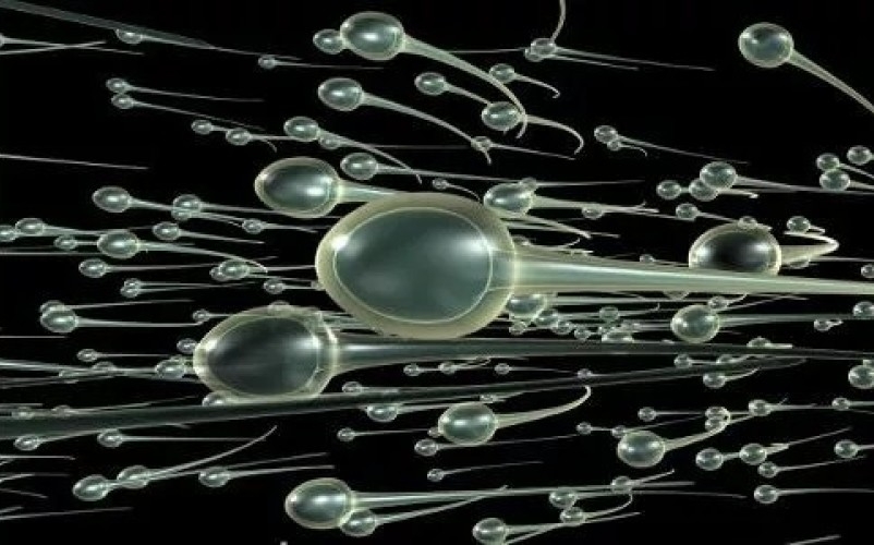 Le sperme et ses bienfaits sur la sant