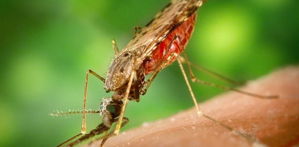 Comment le moustique vite la surchauffe