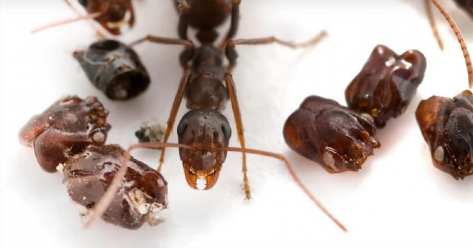 Ces fourmis qui dcapitent leurs victimes afin de collectionner leurs ttes