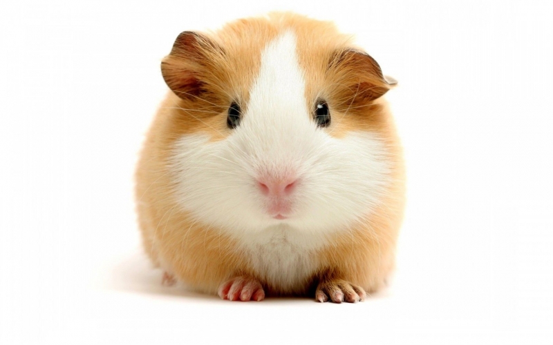 Le cochon d'Inde aux 16me et 17me sicles: nourriture ou animal de compagnie ?