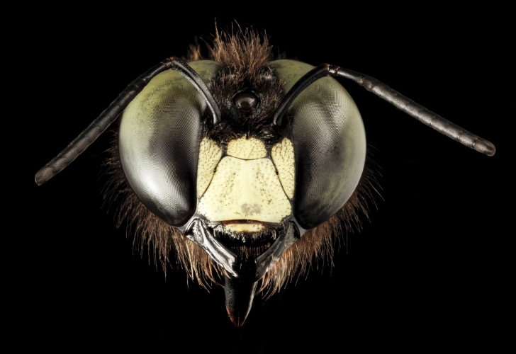 Comment volent les mouches ?